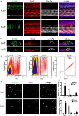 Characterization of Lgr6+ Cells as an Enriched Population of Hair Cell Progenitors Compared to Lgr5+ Cells for Hair Cell Generation in the Neonatal Mouse Cochlea